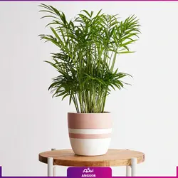 نخل گلدانی شامادورا (گل و گیاه آپارتمانی)