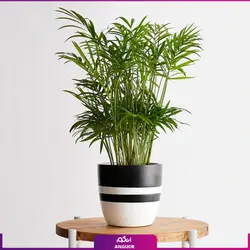 نخل گلدانی شامادورا (گل و گیاه آپارتمانی)