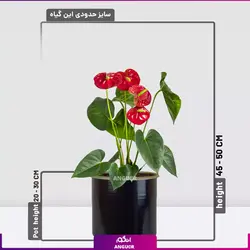 خرید اینترنتی گلدان آنتوریوم قرمز | قیمت استثنائی