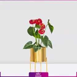 خرید اینترنتی گلدان آنتوریوم قرمز | قیمت استثنائی