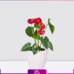 خرید اینترنتی گلدان آنتوریوم قرمز | قیمت استثنائی