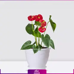 خرید اینترنتی گلدان آنتوریوم قرمز | قیمت استثنائی