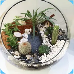 تراریوم پردایس (گل و گیاه آپارتمانی) | انگور