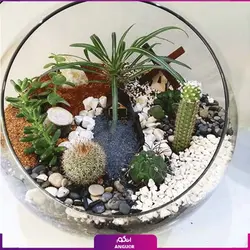 تراریوم پردایس (گل و گیاه آپارتمانی) | انگور