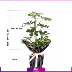 خرید آنلاین گیاه شفلرا آربوریکلا schefflera-arboricola | گل و گیاه آپارتمانی انگور