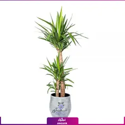 خرید اینترنتی گلدان گیاه یوکا (مشاوره رایگان و ارسال به سراسر ایران)