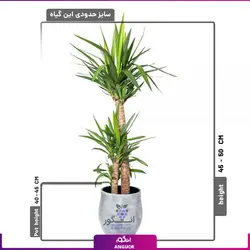 خرید اینترنتی گلدان گیاه یوکا (مشاوره رایگان و ارسال به سراسر ایران)