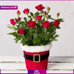 گل آپارتمانی White Phalaenopsis Orchid (ارسال گل به انگلستان) | انگور