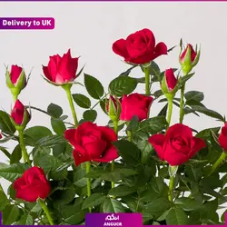 گل آپارتمانی White Phalaenopsis Orchid (ارسال گل به انگلستان) | انگور