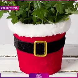 گل آپارتمانی White Phalaenopsis Orchid (ارسال گل به انگلستان) | انگور