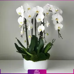 سفارش آنلاین گلدان ارکیده سفید VIP | گلفروشی آنلاین انگور