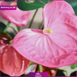 گل آپارتمانی آنتوریوم (ارسال گل به انگلستان) | انگور