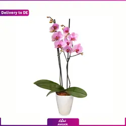 گلدان ارکیده دوشاخه (ارسال گل به آلمان) | انگور