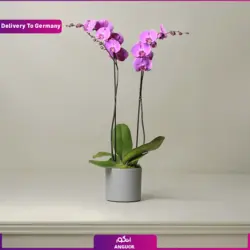 گلدان ارکیده (ارسال گل به آلمان) | انگور