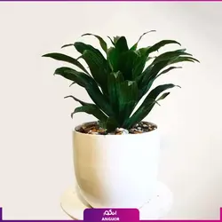 گیاه گلدانی دراسنا کامپکت  Janet Craig dracena, Striped dracena
