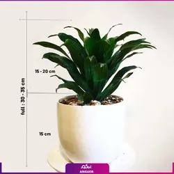گیاه گلدانی دراسنا کامپکت  Janet Craig dracena, Striped dracena