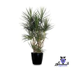 گلدان گیاه دراسنا (120-140 سانتی)