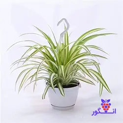 گلدان گیاه عنکبوتی (تصفیه‌کننده هوا)