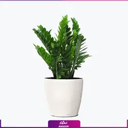 گلدان بزرگ زاموفیلیا سایز متوسط (45 الی 55 سانت)