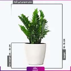 گلدان بزرگ زاموفیلیا سایز متوسط (45 الی 55 سانت)