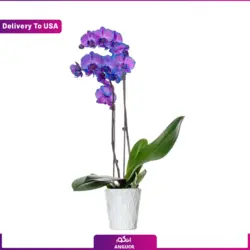 گلدان ارکیده (ارسال گل به امریکا) | انگور