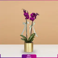 جام گلدانی ارکیده