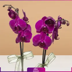 جام گلدانی ارکیده