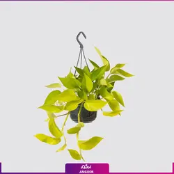 گیاه گلدانی پوتوس نئون