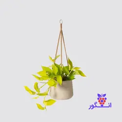 گیاه گلدانی پوتوس نئون