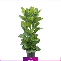 گلدان  فایبر گلاس طرح گرد با فیکوس آفریقایی لیراتا 2 متری 4 شاخه ای