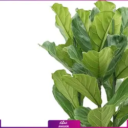 گلدان  فایبر گلاس طرح گرد با فیکوس آفریقایی لیراتا 2 متری 4 شاخه ای