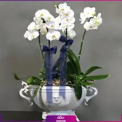 گلدان گل ارکیده طبیعی زیبا