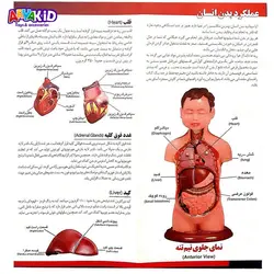 مولاژ نیم تنه انسان مدل عروسکی