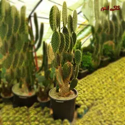 کاکتوس دراز اپونتیا