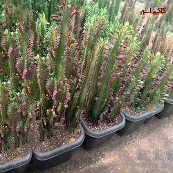کاکتوس سایز بزرگ افوربیا