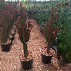 کاکتوس دراز افوربیا تریگونا