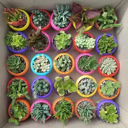 پک ساکولنت ممتاز گلدان رنگی 25 عددی