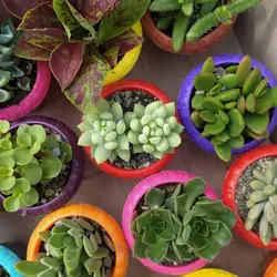 پک ساکولنت ممتاز گلدان رنگی 25 عددی