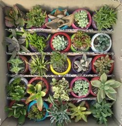 پک ساکولنت ممتاز گلدان رنگی 25 عددی