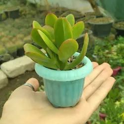 پک ساکولنت ممتاز گلدان رنگی 25 عددی