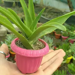 پک ساکولنت ممتاز گلدان رنگی 25 عددی