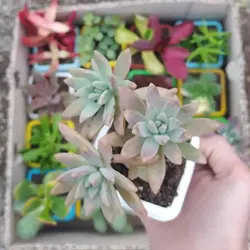 پک ساکولنت ممتاز گلدان رنگی 16 عددی