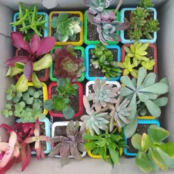 پک ساکولنت ممتاز گلدان رنگی 16 عددی