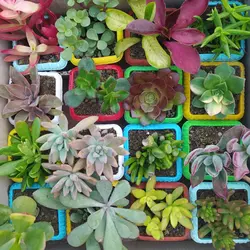 پک ساکولنت ممتاز گلدان رنگی 16 عددی