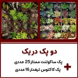 پکیج کاکتوس تیغدار و ساکولنت دو در یک
