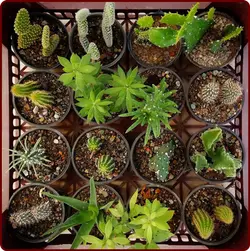پکیج کاکتوس تیغدار و ساکولنت دو در یک