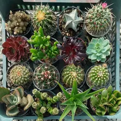 پک کاکتوس بذری ویژه (گلدان 8) 16 عددی