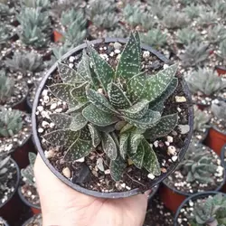 پک ساکولنت گاستریا (گلدان 8) 16 عددی