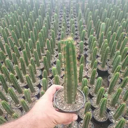 پک کاکتوس پایه خیاری (گلدان 8) 16 عددی