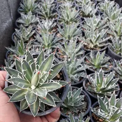 پک ساکولنت آگاو فیلی فراکامپکت (گلدان 8) 16 عددی